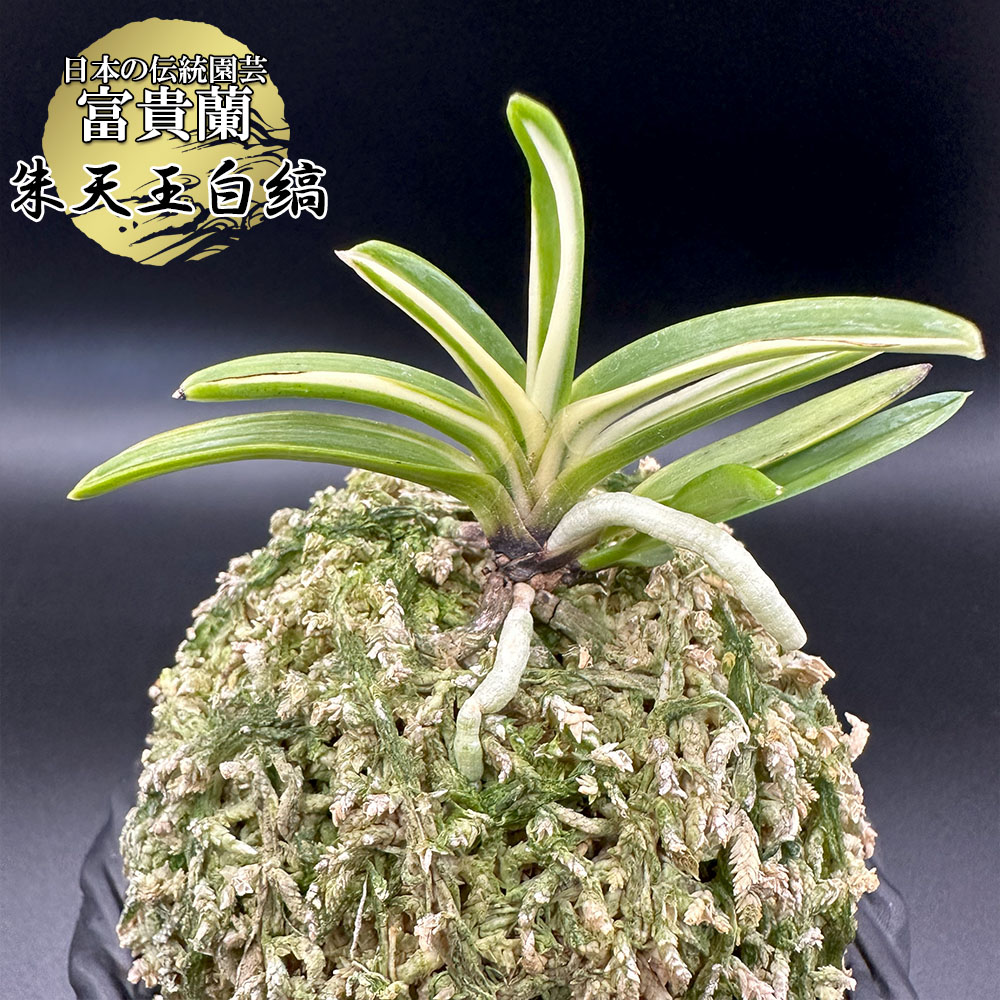 富貴蘭「万華鏡」 宝石のような観葉植物のお店 【Jewelry Plant】 富貴蘭 万華鏡