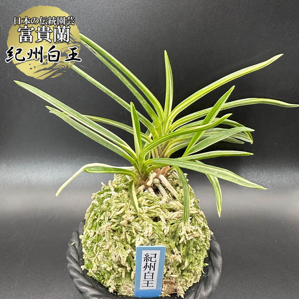 楽天市場】富貴蘭 紅小町 【現品】 4本立 べにこまち 8081-1