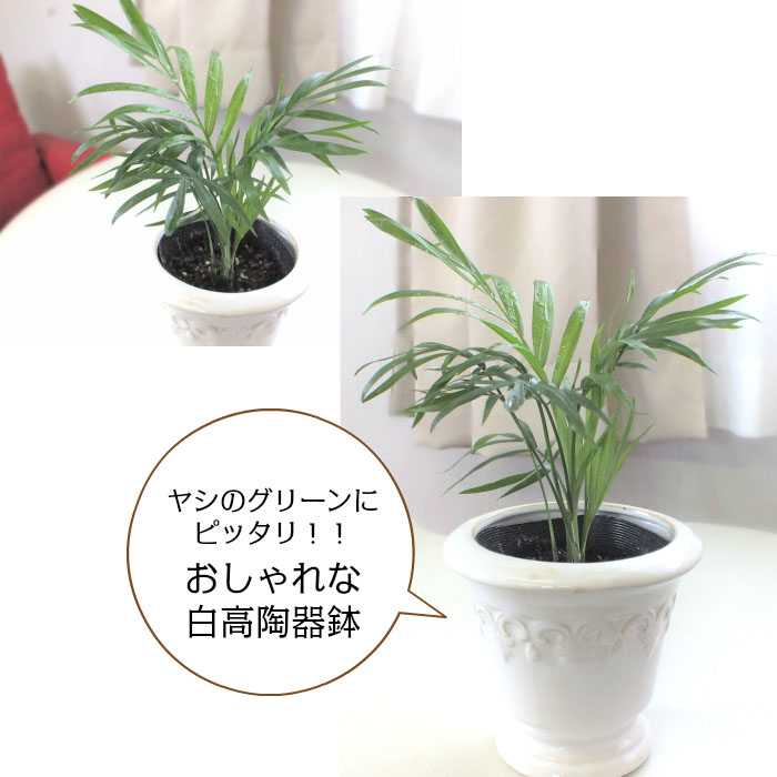 楽天市場 お得クーポン配布中 テーブルヤシミニ デザイン白高陶器 観葉植物 おしゃれ ミニ お祝い 誕生日プレゼント インテリア ディスプレイ 送料無料 岡部グリーン有限会社