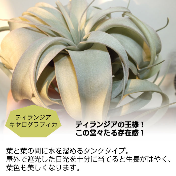 楽天市場 エアプランツ キセログラフィカ ティランジア Lサイズ 幅約25 壁掛け 吊り下げ 人気 エアープランツ 観葉植物 母の日 父の日 ギフト おしゃれ 育てやすい ハンギング 丈夫 インテリア ディスプレイ 岡部グリーン有限会社