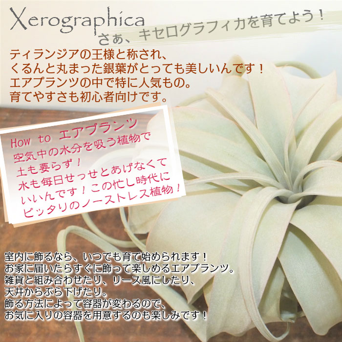 楽天市場 エアプランツ キセログラフィカ ティランジア Sサイズ 幅約18cm 壁掛け 吊り下げ 人気 エアープランツ 観葉植物 母の日 父の日 ギフト おしゃれ 育てやすい ハンギング 丈夫 インテリア ディスプレイ 岡部グリーン有限会社