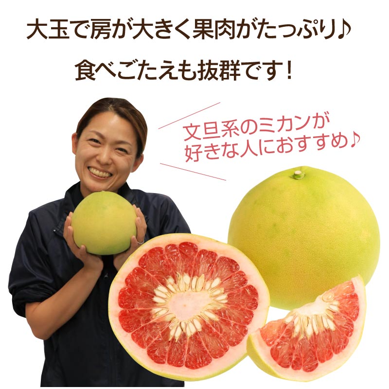 楽天市場 文旦 早生 10月下旬より出荷予定 ファーストクイーン 5玉入り 送料無料 ブンタン ぶんたん ざぼん ザボン 産地直送 農家直送 みかん ピンク果肉 フルーツ 果物 大嶌屋 おおしまや Gift おいしさ直送 熊本おおしま屋