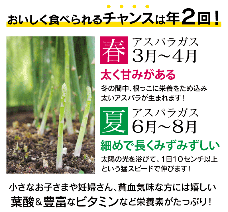楽天市場 アスパラガス 森のアスパラガス アスパラ 500g ぴよマヨ 1本 ギフトセット 6月中旬より順次出荷予定 産地直送 農家直送 国産 大嶌屋 おおしまや Gift おいしさ直送 熊本おおしま屋