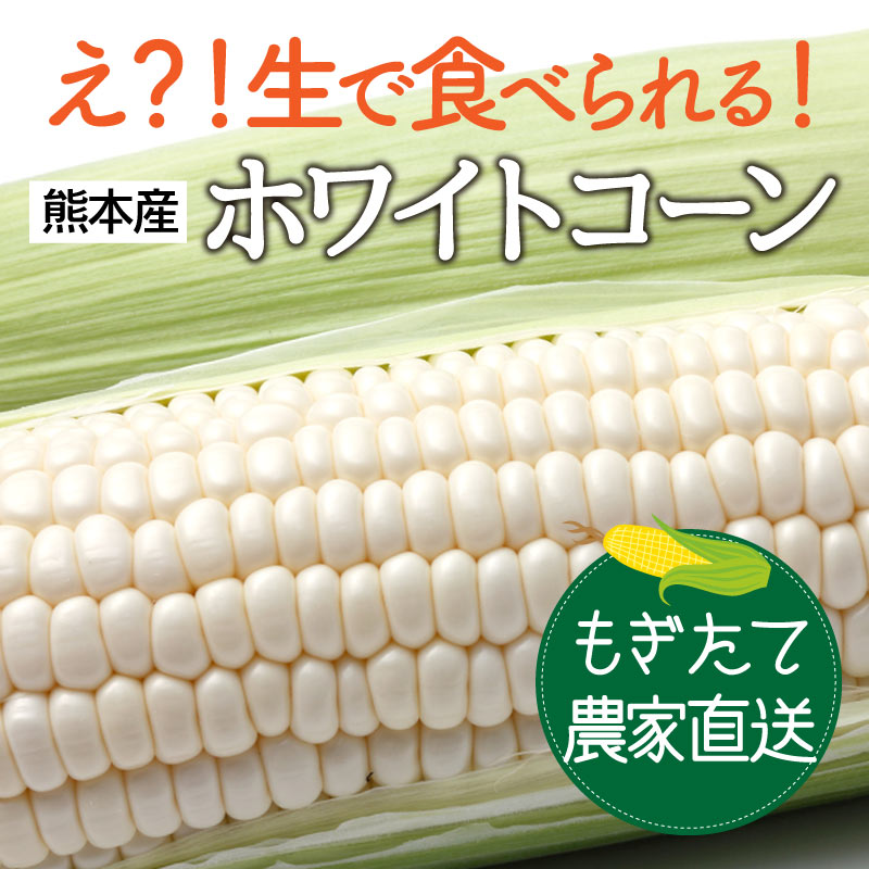 楽天市場 敬老の日 野菜 送料無料 ホワイトコーン ピュアホワイト ホワイトレディ 4kg 10 13本 ギフト 産地直送 農家直送 国産 果物 夏ギフト 敬老の日 お歳暮 帰省 手土産 プチギフト 食品 お供え プレゼント Fruits 大嶌屋 おおしまや おいしさ直送 熊本おお