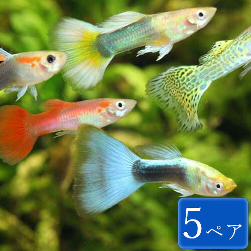 楽天市場 グッピー 色ミックス 5ペア 3 4cm程度 セット 観賞魚 魚 アクアリウム 熱帯魚 ペット スターターフィッシュ 初心者 未来 アクアリウム 楽天市場店
