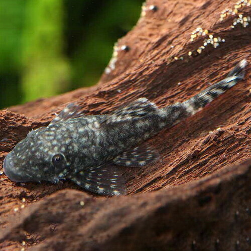 楽天市場 ミニブッシープレコ ブリード 1匹 3 3 5cm程度 観賞魚 魚 アクアリウム 熱帯魚 ペット 未来アクアリウム 楽天市場店