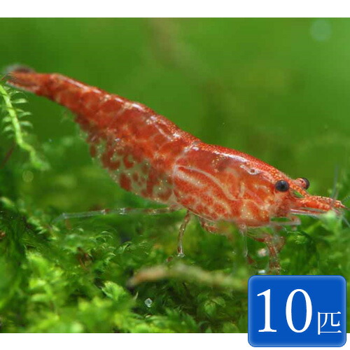 レッドチェリーシュリンプ 10匹 1 1 5cm シュリンプ エビ アクアリウム ペット