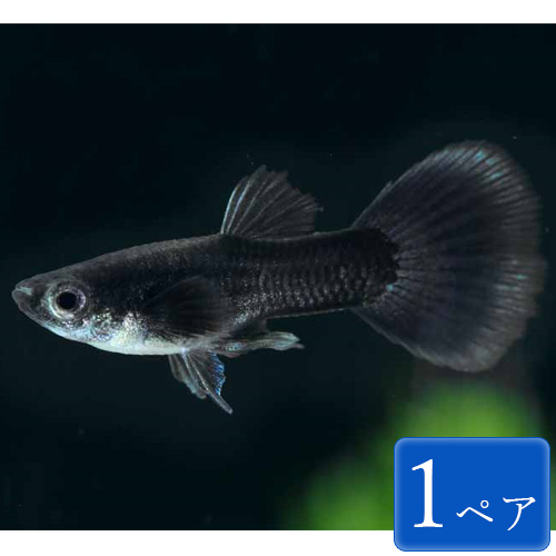 楽天市場 国産グッピー フルブラック 1ペア 2 3cm程度 観賞魚 魚 アクアリウム 熱帯魚 ペット 未来アクアリウム 楽天市場店