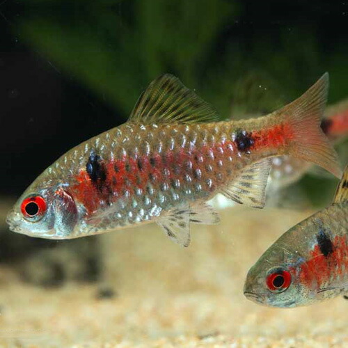 楽天市場 オデッサバルブ 1匹 3 4cm程度 観賞魚 魚 アクアリウム 熱帯魚 ペット 未来アクアリウム 楽天市場店