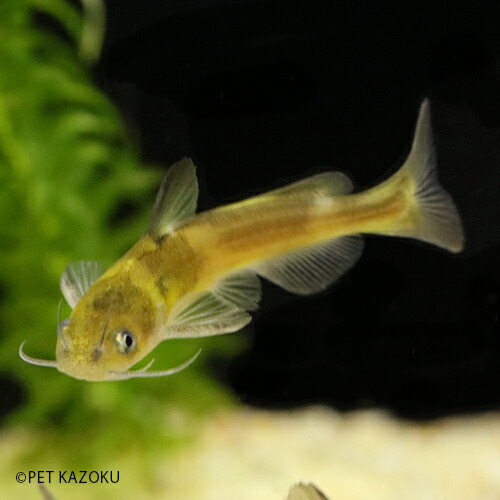 楽天市場 ギギ Sm 1匹 4 5cm程度 観賞魚 魚 アクアリウム ペット 国産 淡水魚 ナマズの仲間 未来アクアリウム 楽天市場店