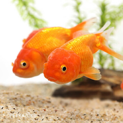 楽天市場 ライオンヘッド Sm 金魚 観賞魚 アクアリウム ペット らんちゅう 未来アクアリウム 楽天市場店