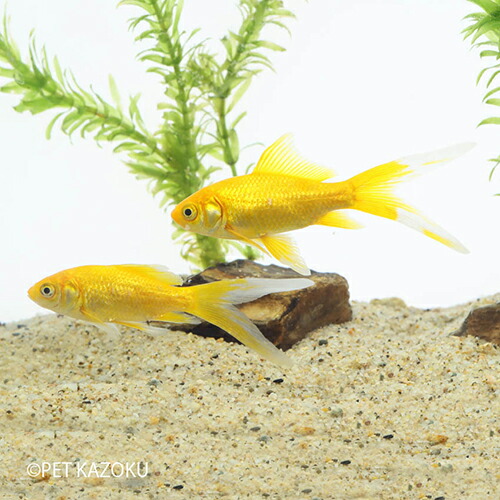 楽天市場 ゴールデンコメット 埼玉 荻野 上物 二歳 金魚 観賞魚 和金 アクアリウム ペット 未来アクアリウム 楽天市場店
