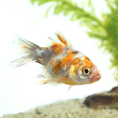 楽天市場 キャリコ土佐錦 浜松 金魚 観賞魚 アクアリウム ペット 未来アクアリウム 楽天市場店