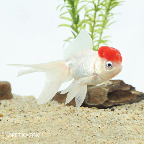 楽天市場 高頭丹頂 長野飯田 三歳 小 金魚 観賞魚 アクアリウム ペット オランダ 未来アクアリウム 楽天市場店