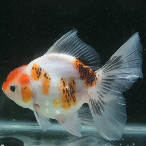 楽天市場 ハートテールオランダ 桜系黒鹿の子 M 金魚 観賞魚 オランダ アクアリウム ペット 未来アクアリウム 楽天市場店