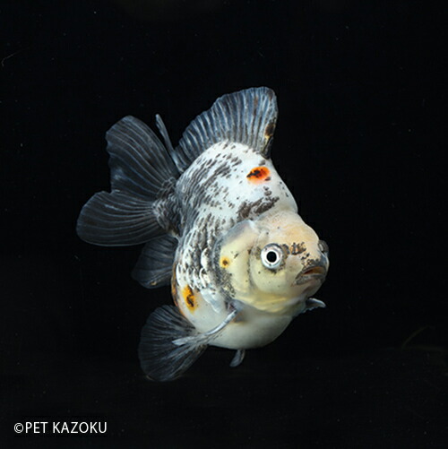 楽天市場 変わりダルマ琉金 浜松 明三歳上物 1匹 金魚 琉金 ダルマ 観賞魚 魚 アクアリウム ペット 国産 未来アクアリウム 楽天市場店