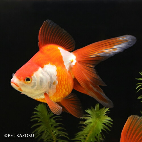 楽天市場 サラサ琉金 埼玉 鈴木 二歳上物 1匹 10 11cm程度 金魚 観賞魚 魚 アクアリウム ペット 国産 未来アクアリウム 楽天市場店