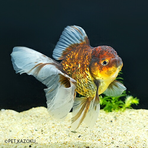 最新コレックション 楽天市場 黒虎ローズテールオランダ Ml Rtor01 1匹 12 13cm程度 金魚 観賞魚 魚 アクアリウム ペット 未来 アクアリウム 楽天市場店 豪華 Lexusoman Com