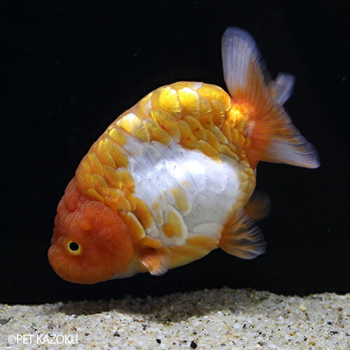 楽天市場 ドラゴンスケールらんちゅう Ds01 1匹 11 12cm程度 金魚 観賞魚 魚 アクアリウム ペット 未来アクアリウム 楽天市場店