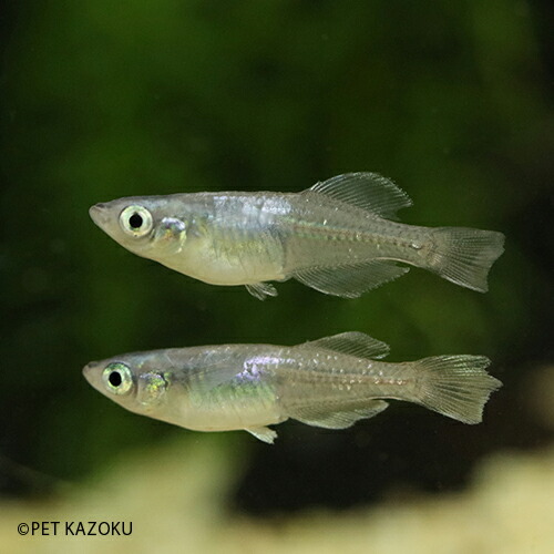 楽天市場 禅 ぜん 極ブラックメダカ 光体型 1匹 2 3cm程度 メダカ めだか 観賞魚 アクアリウム ペット 未来アクアリウム 楽天市場店