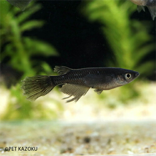 楽天市場 サタン オロチ ヒレナガ 1匹 2 3cm程度 メダカ めだか 観賞魚 アクアリウム ペット 未来アクアリウム 楽天市場店