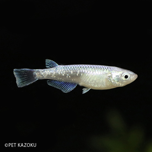 楽天市場 緑光メダカ サバの極み 1匹 2 3cm程度 メダカ めだか 観賞魚 アクアリウム ペット 未来アクアリウム 楽天市場店