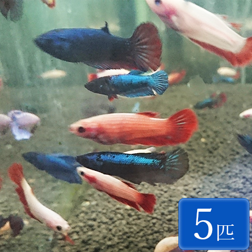 楽天市場 ベタ メス 色ミックス 5匹 タイ アナバス 観賞魚 魚 アクアリウム 熱帯魚 ペット 未来アクアリウム 楽天市場店