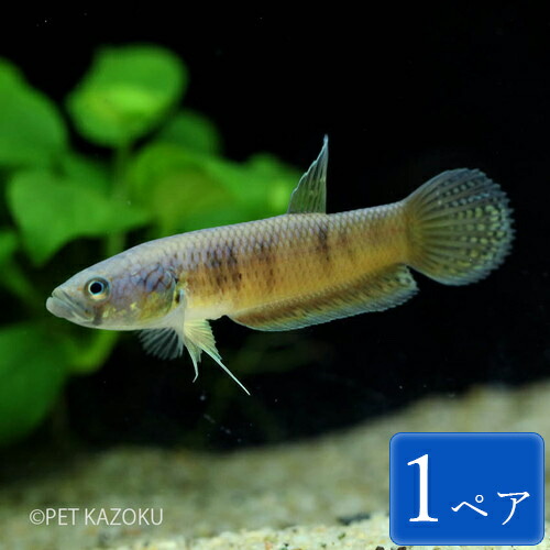 楽天市場 ワイルドベタ グラディエーター ペア 1ペア ワイルドベタ アナバス 観賞魚 魚 アクアリウム 熱帯魚 ペット 未来アクアリウム 楽天市場店