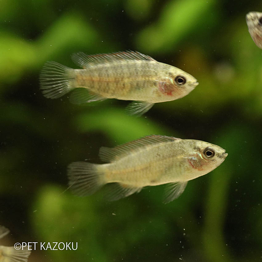 楽天市場 バジスバジス ブリード 1匹 3 4cm程度 グラミー アナバス 観賞魚 魚 アクアリウム 熱帯魚 ペット 未来アクアリウム 楽天市場店