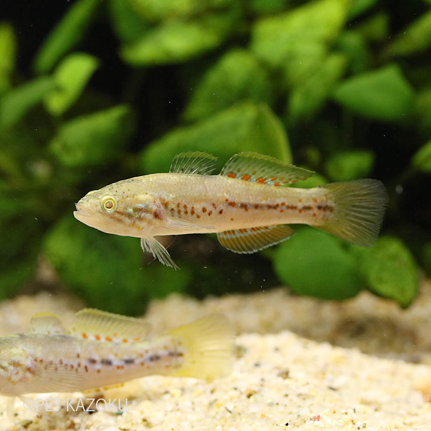 楽天市場 パープルスポッテッドガジョン 1匹 5 6cm程度 ガジョン ハゼ 観賞魚 魚 アクアリウム 熱帯魚 ペット 未来アクアリウム 楽天市場店