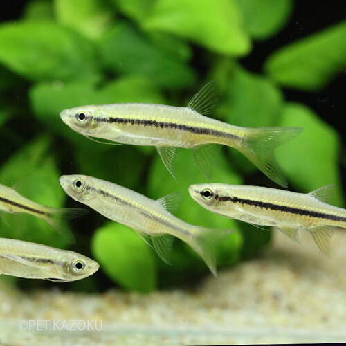 楽天市場 フライングバルブ インド 1匹 ワイルド インド 小型 コイの仲間 観賞魚 魚 アクアリウム 熱帯魚 ペット 未来アクアリウム 楽天市場店