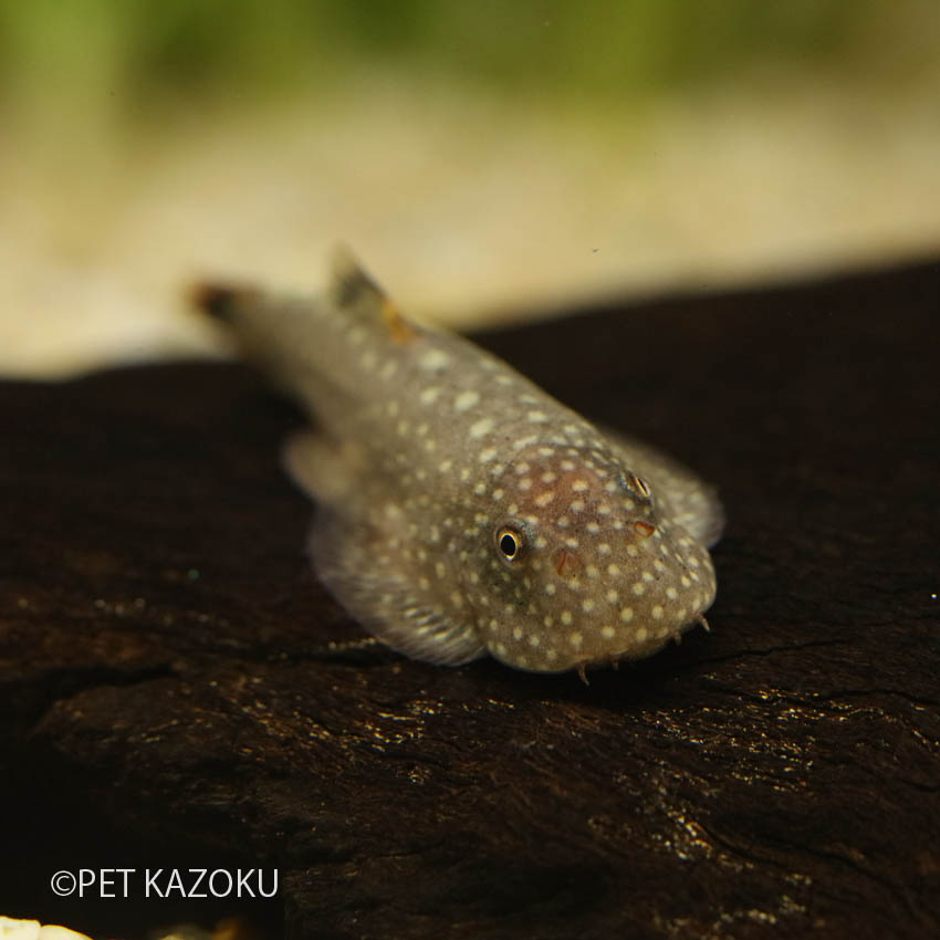 楽天市場 ボルネオプレコ 1匹 3 4cm程度 コイの仲間 小型 観賞魚 魚 アクアリウム 熱帯魚 ペット 未来アクアリウム 楽天市場店