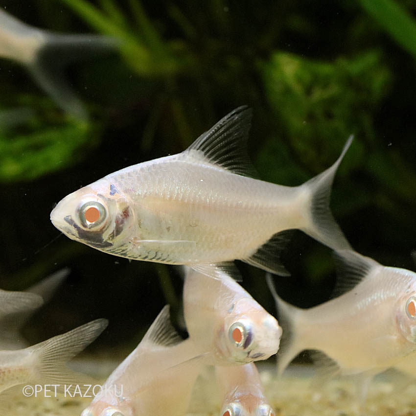 楽天市場 プラチナレッドフィンバルブ 1匹 5 6cm程度 コイの仲間 観賞魚 魚 アクアリウム 熱帯魚 ペット 未来アクアリウム 楽天市場店