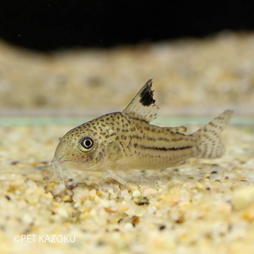 楽天市場 コリドラス ジュリー プルス 1匹 3cm程度 ワイルド 観賞魚 魚 アクアリウム 熱帯魚 ペット 水槽 飼育 コリドラス 未来アクアリウム 楽天市場店