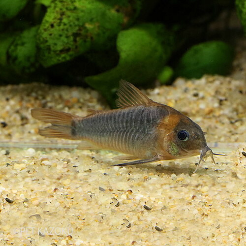 楽天市場 コリドラス スーパーエクエス アノリ 1匹 4 5cm程度 観賞魚 魚 アクアリウム 熱帯魚 コリドラス ショートノーズ ペット 飼育 未来アクアリウム 楽天市場店