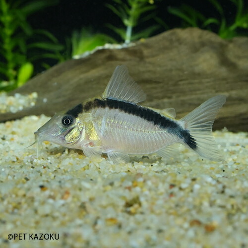 楽天市場 コリドラス ロングノーズアクアータス ペルー 1匹 5 6cm程度 観賞魚 魚 アクアリウム ロングノーズ 熱帯魚 ペット 未来アクアリウム 楽天市場店