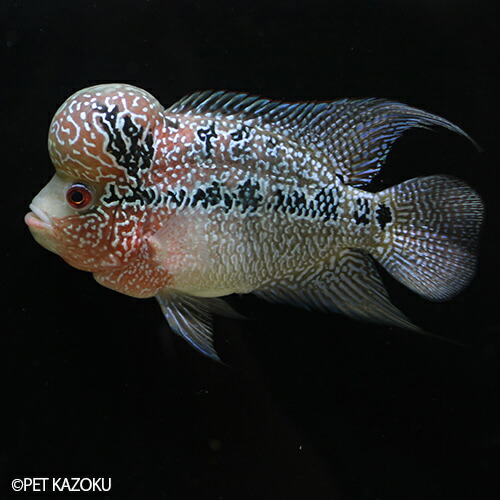 保証書付 フラワーホーン Big Head キングカムファ ブルー Sグレード Bkkb028 1匹 12 13cm程度 観賞魚 魚 アクアリウム 熱帯魚 フラワーホーン ペット 飼育 未来アクアリウム 店 早割クーポン Www World Of Heating De 保証書付 フラワーホーン Big Head キングカムファ ブルー Sグレード Bkkb028 1匹 12 13cm程度 観賞魚 魚 アクアリウム 熱帯魚 フラワーホーン ペット 飼育 未来アクアリウム 店 早割クーポン Www World Of Heating De