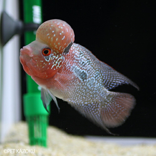 新品 フラワーホーン Big Head Sm Aグレード レッドfhbn58 1匹 9 10cm程度 観賞魚 魚 アクアリウム 熱帯魚 フラワーホーン ペット 飼育 新しい到着 Www Lexusoman Com