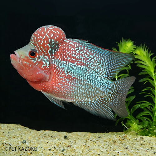 フラワーホーン Big Head Sm グレード レッド Agfr10 1匹 11 12cm程度 観賞魚 魚 アクアリウム 熱帯魚 フラワーホーン ペット 飼育 Shirota Motors Jp