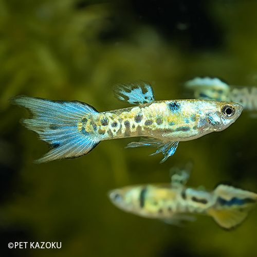 楽天市場 エンドラーズタイガー M オスのみ 1匹 3cm程度 グッピー 観賞魚 魚 アクアリウム 熱帯魚 ペット 未来アクアリウム 楽天市場店