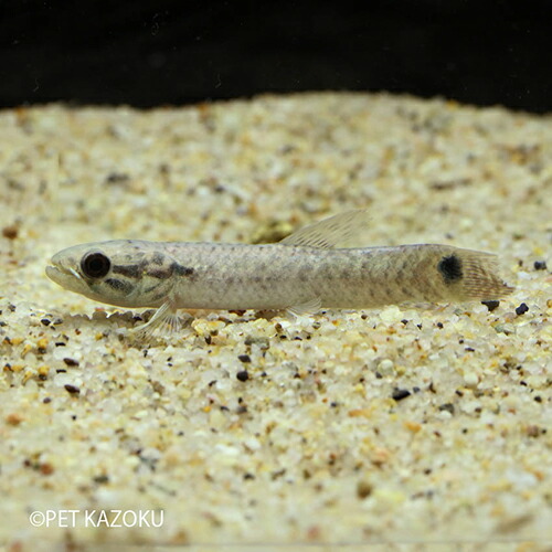 楽天市場 ストライプホーリー ペルー 1匹 観賞魚 魚 アクアリウム 熱帯魚 カラシン ペット ワイルド ペルー 未来アクアリウム 楽天市場店