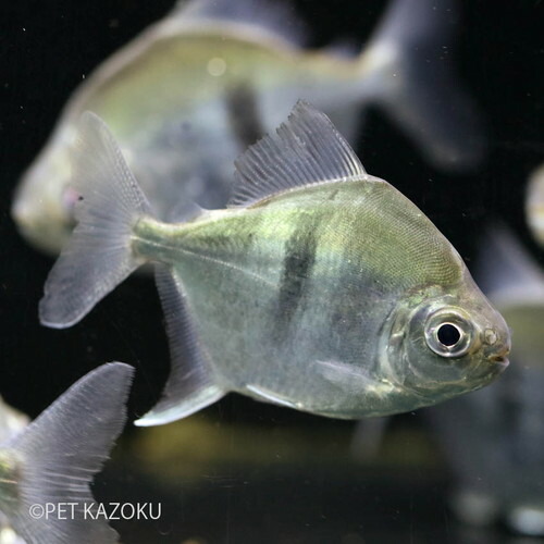 楽天市場 ミレウス ションベルギー コロンビア 太バンド 1匹 コロンビア カラシン 観賞魚 魚 アクアリウム 熱帯魚 ペット 未来アクアリウム 楽天市場店