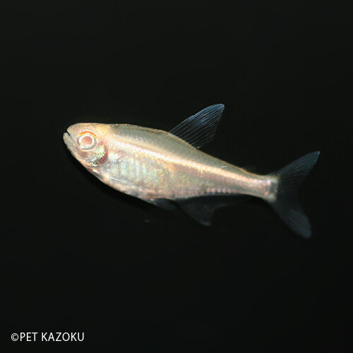 楽天市場 アルビノブラックネオンテトラ 1匹 カラシン テトラ ネオンテトラ 小型 観賞魚 魚 アクアリウム 熱帯魚 ペット 未来アクアリウム 楽天市場店