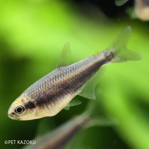 楽天市場 インパクティスケリー ディープブルー ブリード 1匹 3cm程度 カラシン 小型 観賞魚 魚 アクアリウム 熱帯魚 ペット 未来アクアリウム 楽天市場店