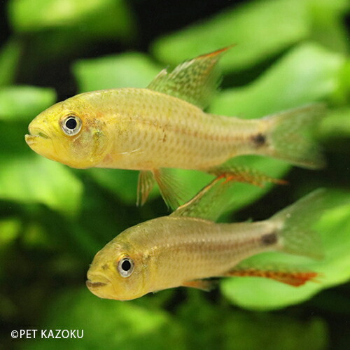 楽天市場 セルフィンテトラ L マラヴィーリャ 4 5cm程度 1匹 観賞魚 魚 アクアリウム 熱帯魚 ペット セルフィン 水草水槽 未来アクアリウム 楽天市場店