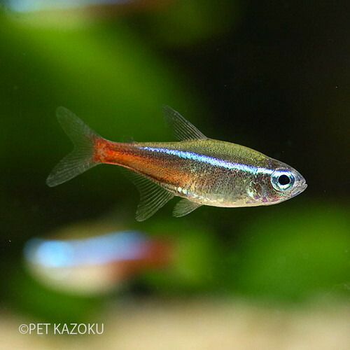 楽天市場 ワイルドネオンテトラ プルス マニスワ 1匹 2 5 3 5cm程度 観賞魚 魚 アクアリウム 熱帯魚 カラシン 珍カラシン ペット 飼育 未来アクアリウム 楽天市場店 楽天市場 ワイルドネオンテトラ プルス マニスワ 1匹 2 5 3 5cm程度 観賞魚 魚 アクアリウム 熱帯魚 カラシン 珍カラシン ペット 飼育 未来アクアリウム 楽天市場店