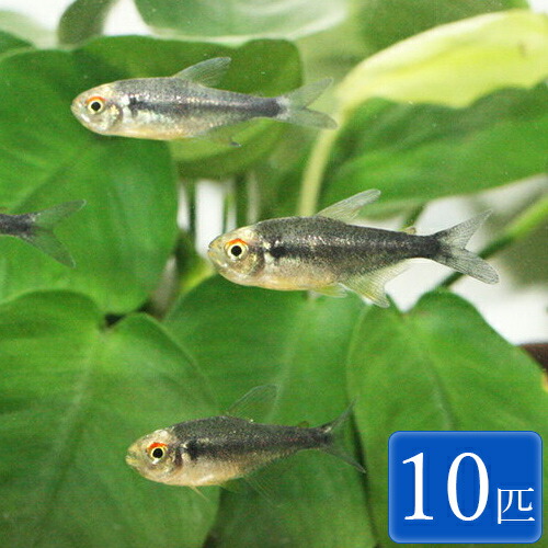 楽天市場 ブリリアントブラックネオンテトラ 10匹 2 2 5cm程度 カラシン テトラ 観賞魚 魚 アクアリウム 熱帯魚 ペット 未来アクアリウム 楽天市場店