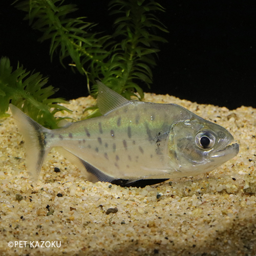 還元祭 ピラニア ヒュメラリス シングー 1匹 9 12cm程度 ワイルド 観賞魚 魚 アクアリウム 熱帯魚 ペット 水槽 飼育 カラシン 春の最新作 送料無料 Insfatima Com Ar