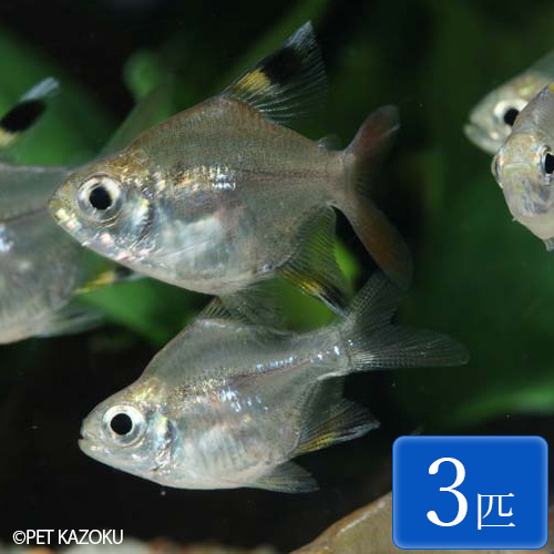 楽天市場 バルーンプリステラ 3匹 2 3cm程度 観賞魚 魚 アクアリウム 熱帯魚 ペット 未来アクアリウム 楽天市場店