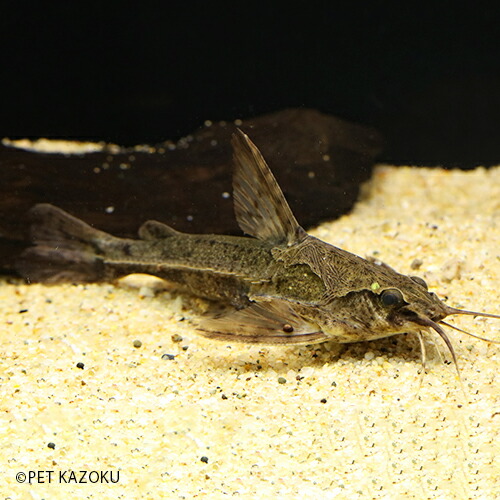 楽天市場 アナドラスsp ヤムンダ 1匹 8 11cm程度 観賞魚 魚 アクアリウム 熱帯魚 ペット ナマズの仲間 ワイルド 未来アクアリウム 楽天市場店 楽天市場 アナドラスsp ヤムンダ 1匹 8 11cm程度 観賞魚 魚 アクアリウム 熱帯魚 ペット ナマズの仲間 ワイルド 未来アクアリウム 楽天市場店